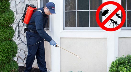 Bağcılar Kene İlaçlama böcek ilaçlama ve haşere kontrolü — ilaclama-tr.com